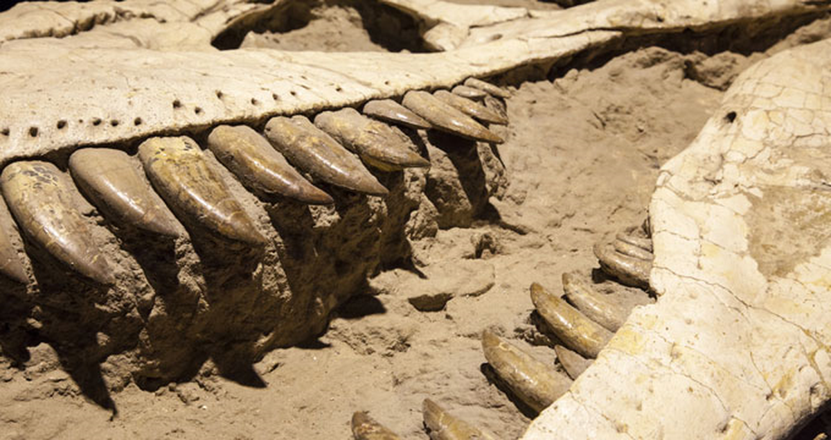 Dinozorları Yok Eden Göktaşında Kalıntı Bulundu
