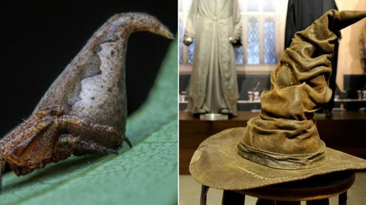 Harry Potter'in Yazarını Heyecanlandıran 'Seçmen Şapka Benzeri' Örümcek