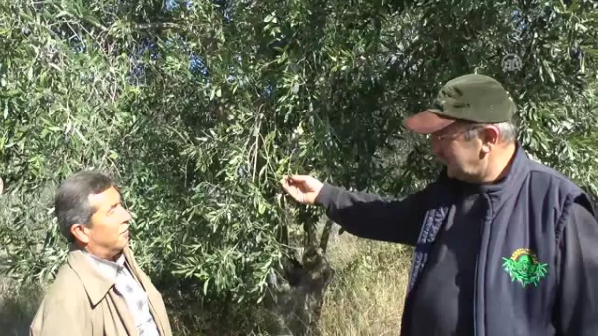 Kalamata Zeytini' Lüks Oldu