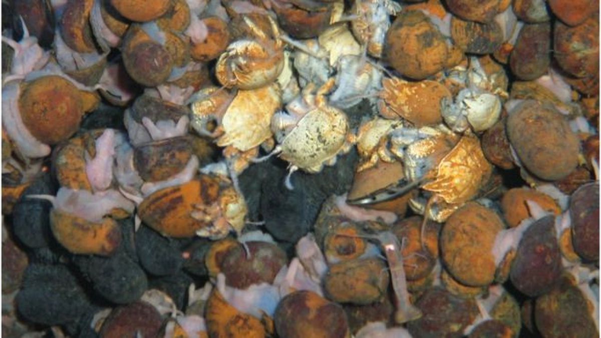 Okyanusun Derinliklerinde Yeni Canlı Türleri Keşfedildi