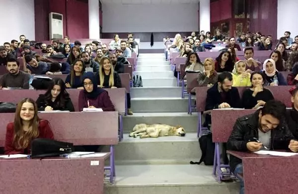 Sokak Köpeği Soğuk Havada Amfide Uyudu