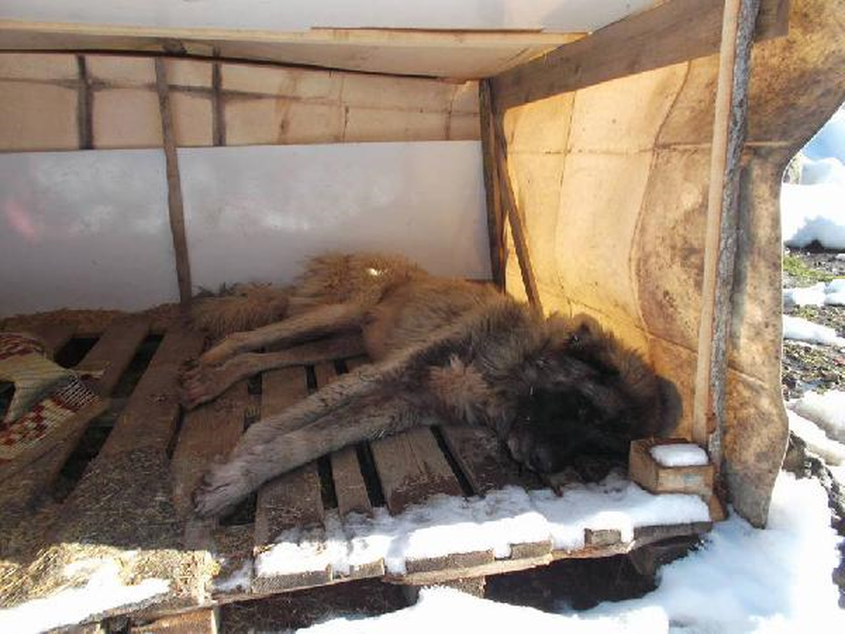 Samsun'da 4'ü Yavru 5 Köpek Soğuktan Dondu