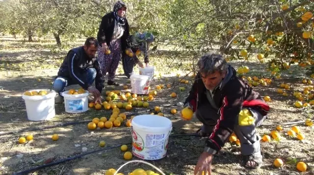 Mersin'de Şiddetli Fırtına Bin 500 Dönüm Arazide Zarara Yol Açtı
