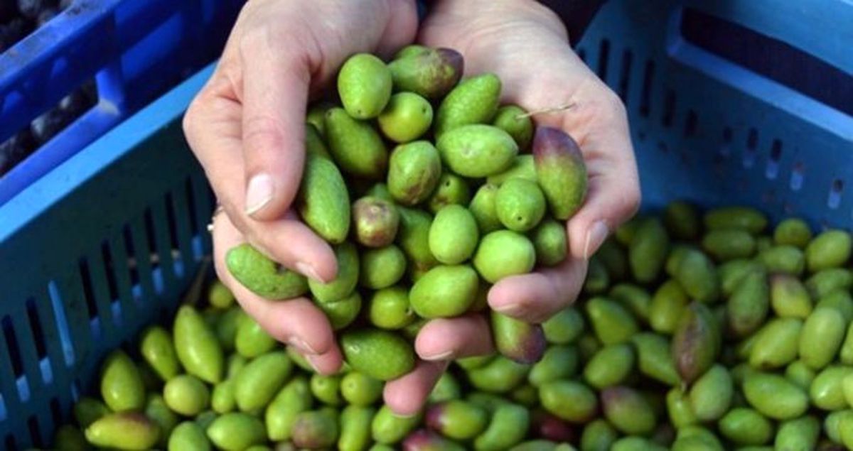 Yağı Az Çıktığı İçin Toplanmayan Kalamata Zeytini Lüks Oldu!