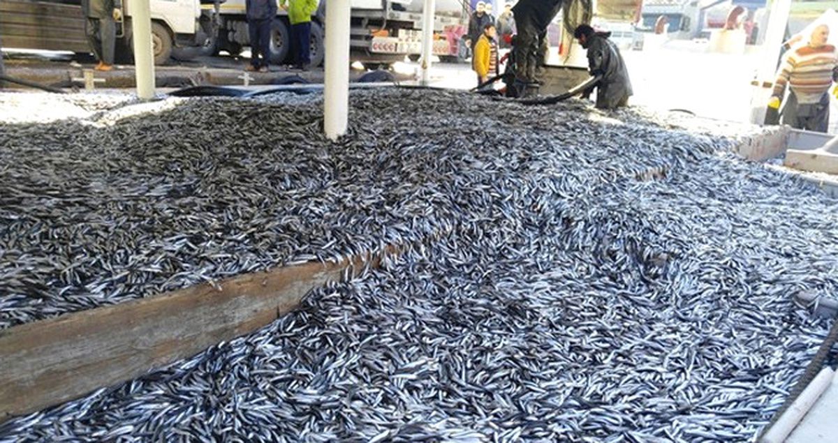 Bartın'da Balıkçı Tekneleri Limana 350 Ton Hamsi ile Geldiler