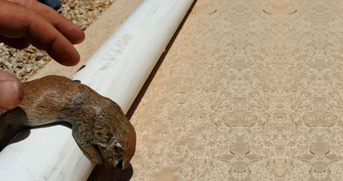 Boğulmak Üzereyken Bulunan Sincap Kalp Masajıyla Hayata Döndü