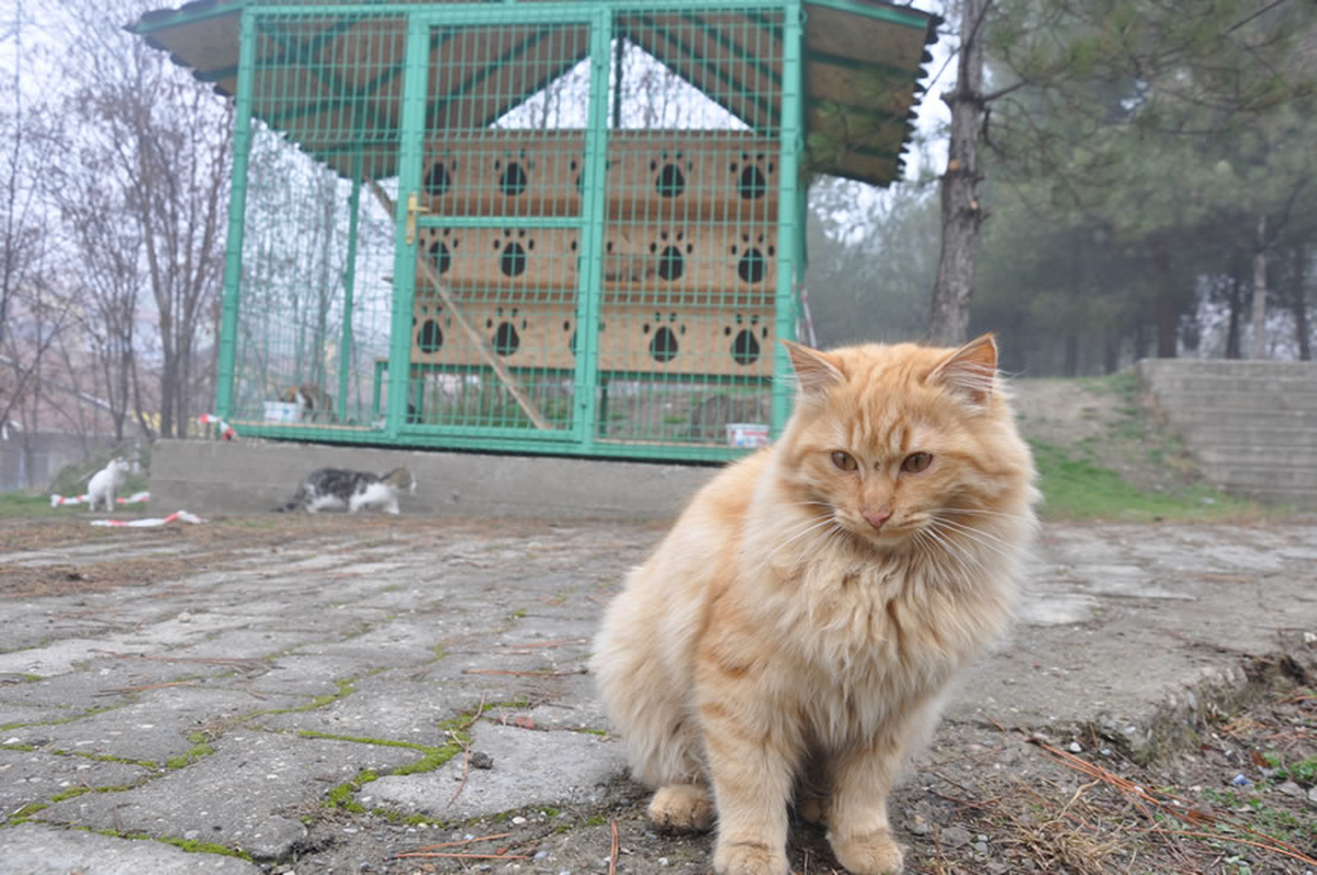 Osmaniye De Kedi Evleri Calismasi