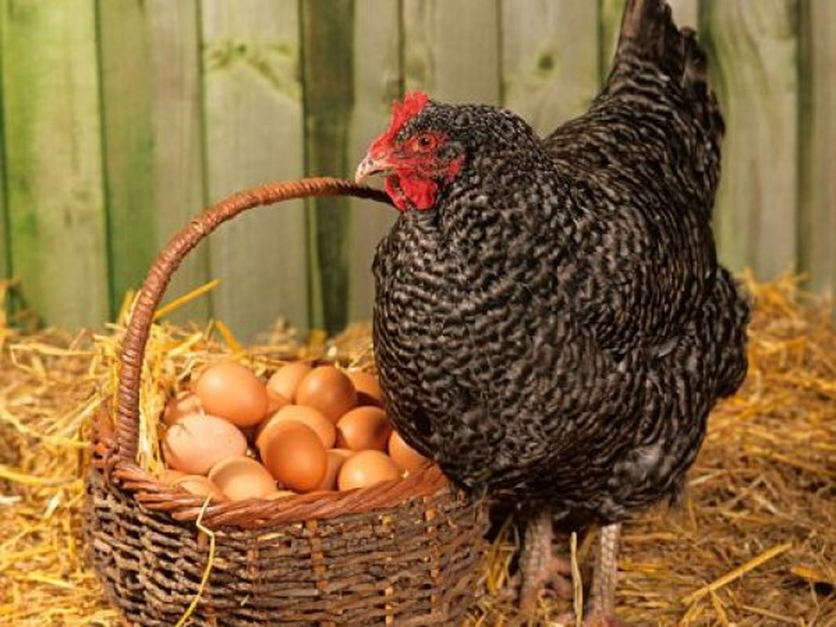 Kuş Gribi, Henüz Tavuktan Çıkmamış Yumurtayı Sattırdı!