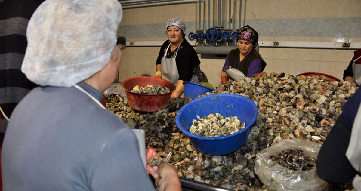 Sinop'tan Uzak Doğu'ya 550 Ton Deniz Salyangozu İhraç Edildi