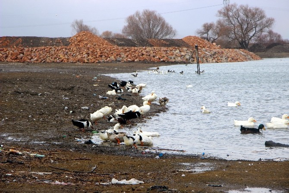 Bursa'da Kuş Gribi Alarmı Verildi