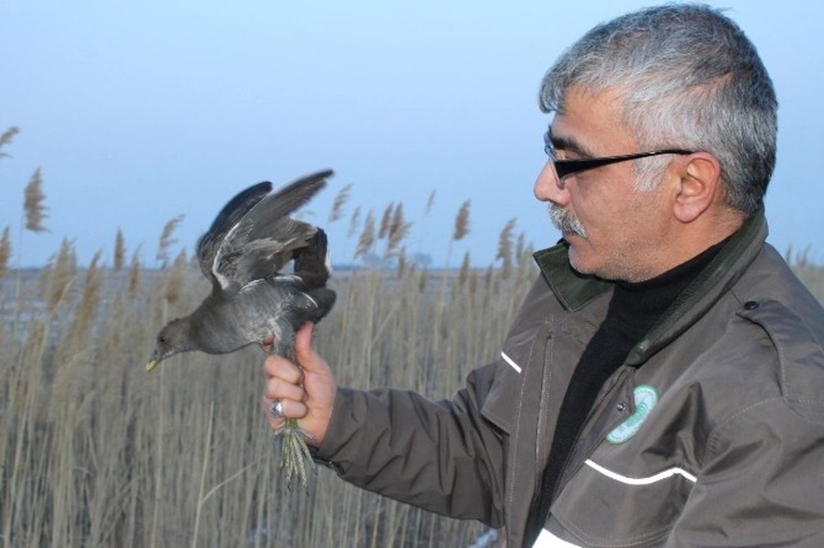 Saz Tavuğu Soğuktan Samanlığa Sığındı