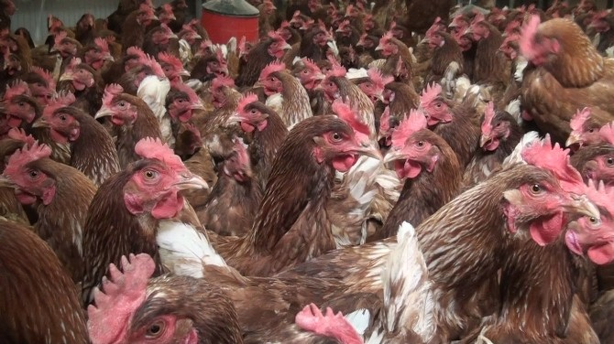 Konya'da Tavuklar Kümese Giren Tilkiyi Kovaladı
