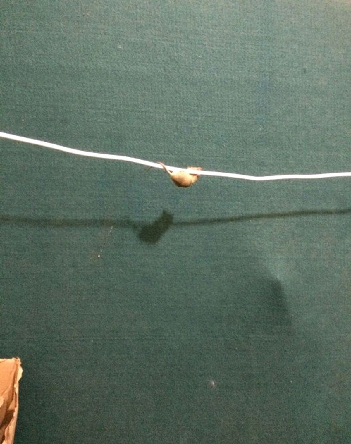 İp Cambazı Fare Görsel Şov Yaptı