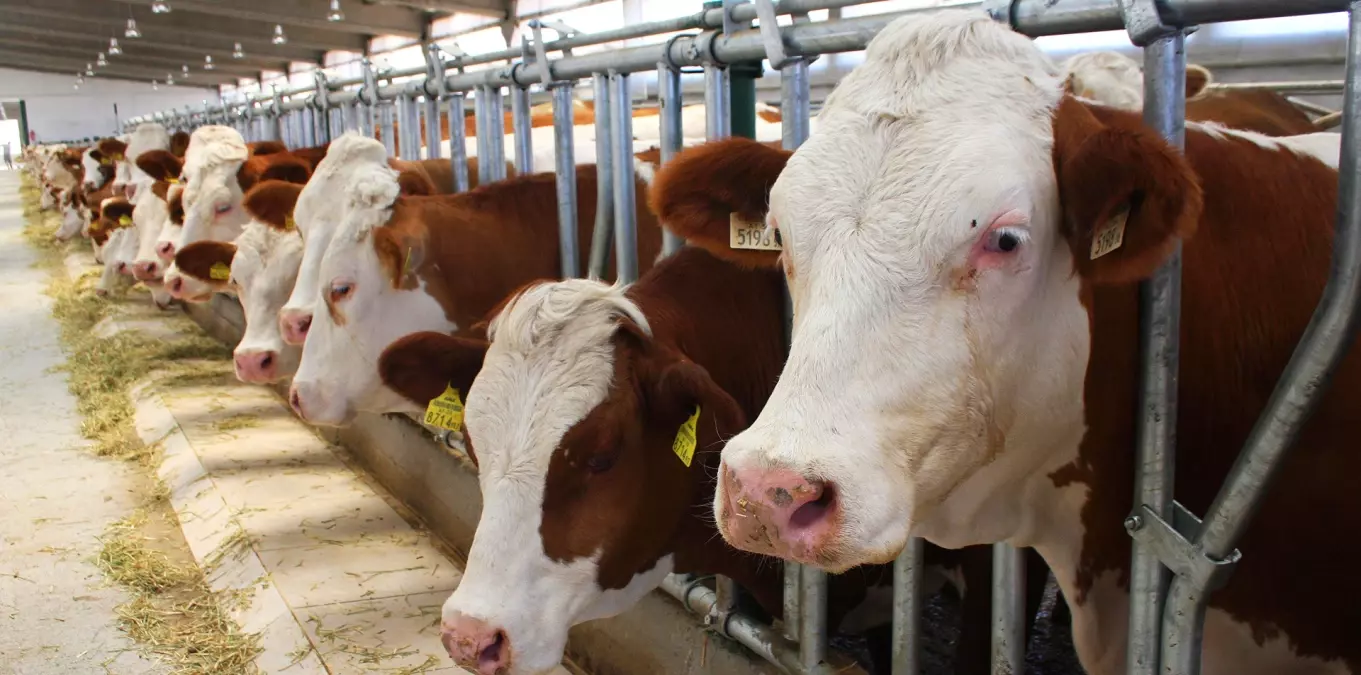 Hayvancılık Desteklerinde İl Sayısı Artırıldı