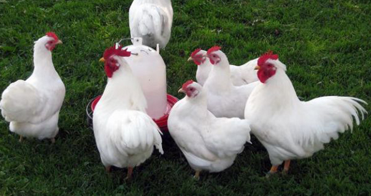 Tavuklar Güzelliklerini Yarıştırmak İçin Podyuma Çıkacak