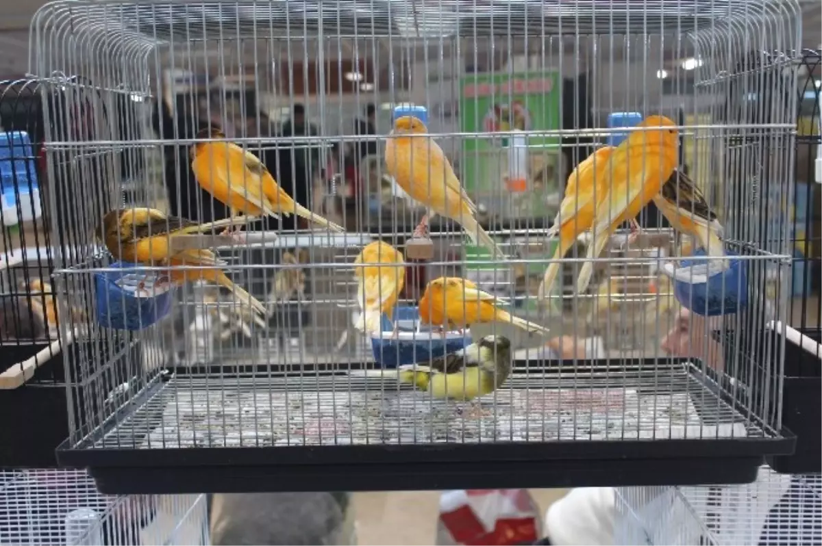 Kanaryalar Yarıştı