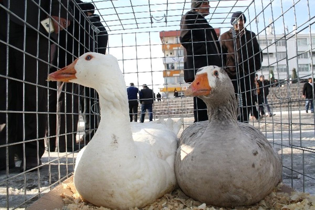 Yozgat'ta İlk Kez Kaz Günü Etkinliği Düzenlendi