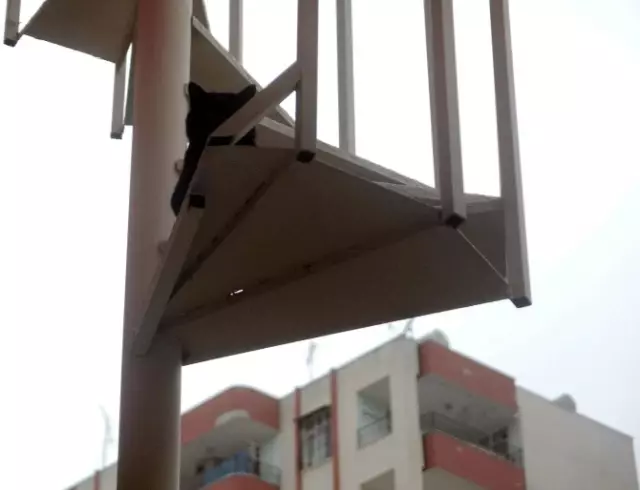 Çıplak Ayakla Kedi Kurtarma Operasyonu