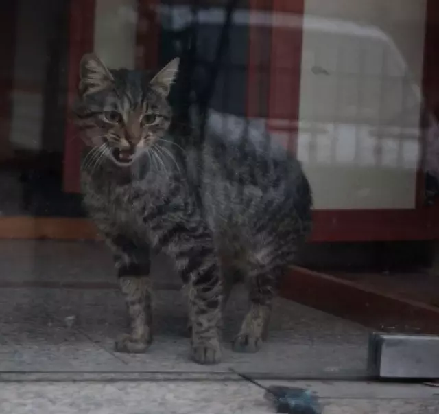 Çıplak Ayakla Kedi Kurtarma Operasyonu