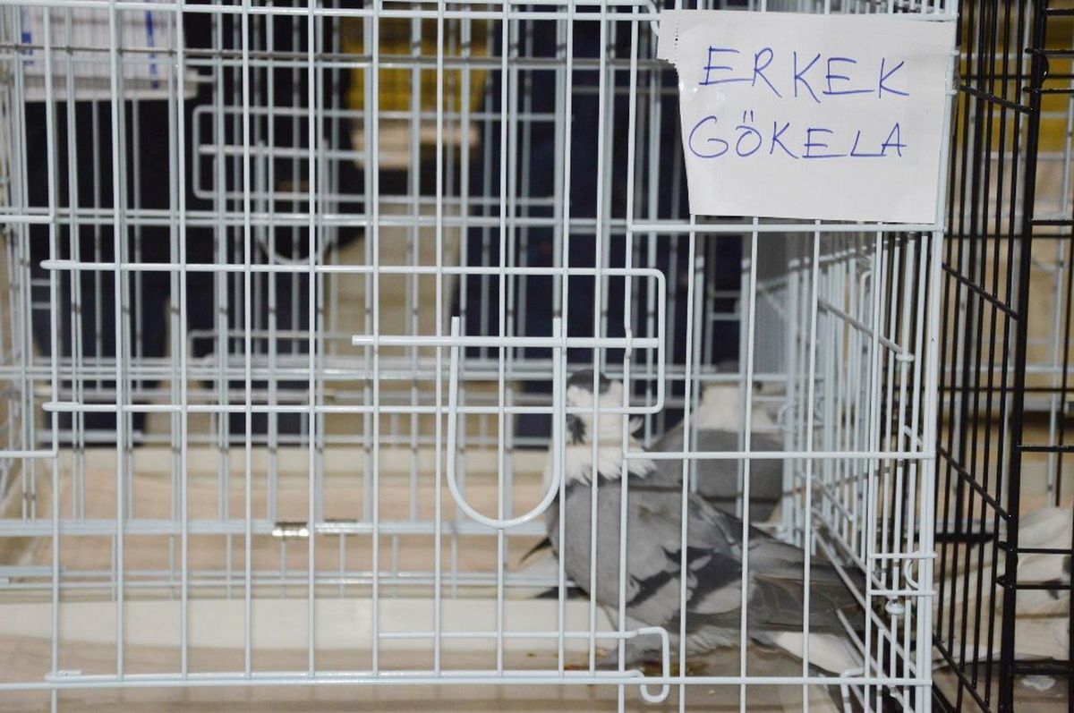Dünyada Olmayan 25 Çeşit Var! Araba Fiyatına Güvercinler Görücüye Çıktı