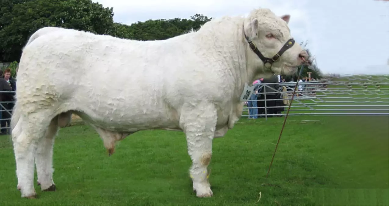 Et Açığını Verimi Yüksek 'Charollais' Irkı Sığırlar Kapatacak