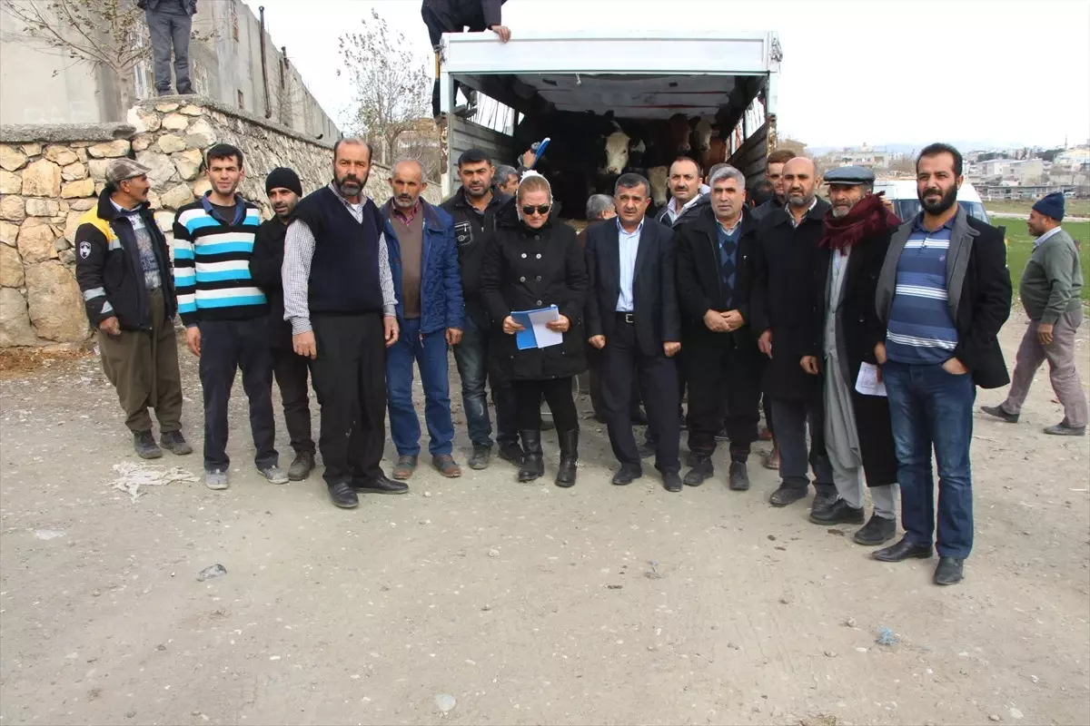 Genç Çiftçilere Düve Hibe Edildi