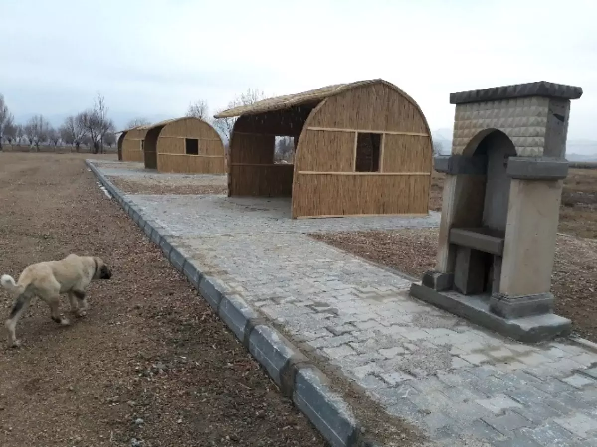 Sultan Sazlığı'nda 8 Kamelya Yapıldı