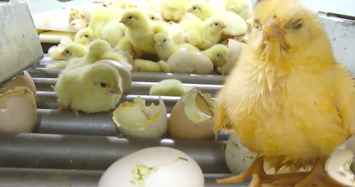 Tavuk Fabrikasında Çekilen Görüntüler İzleyenleri Tavuk Yemekten Soğuttu!