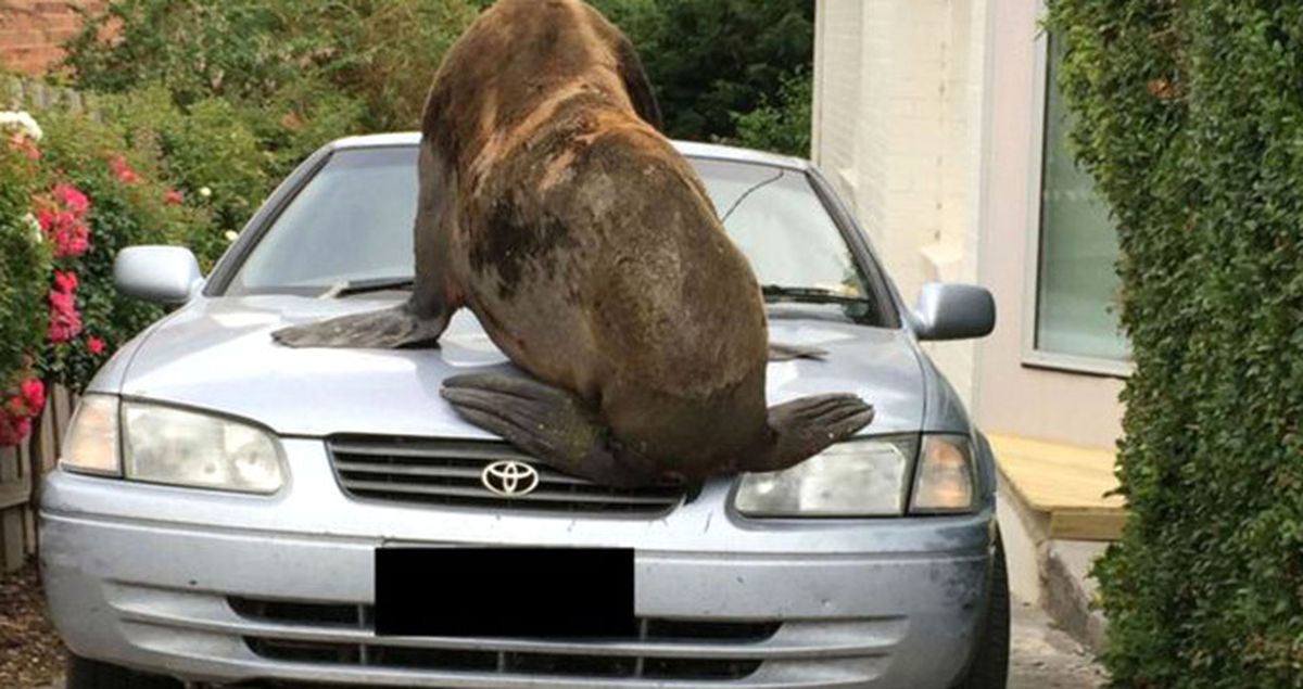 Avustralya'da Denizden Çok Uzakta Bir Otomobilin Üzerinde Fok Bulundu