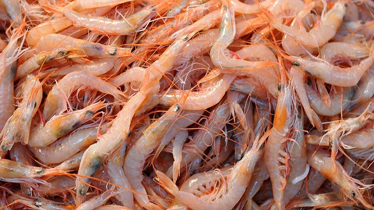 Marmara Denizi'nde Karides Avı Yasaklandı