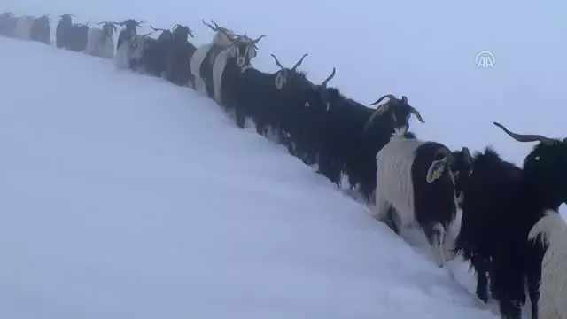 Besicilerin Kara Kışta Zorlu Yolculuğu