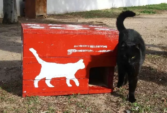 Seçim Sandıkları, Kedi Evi Oldu Haberler