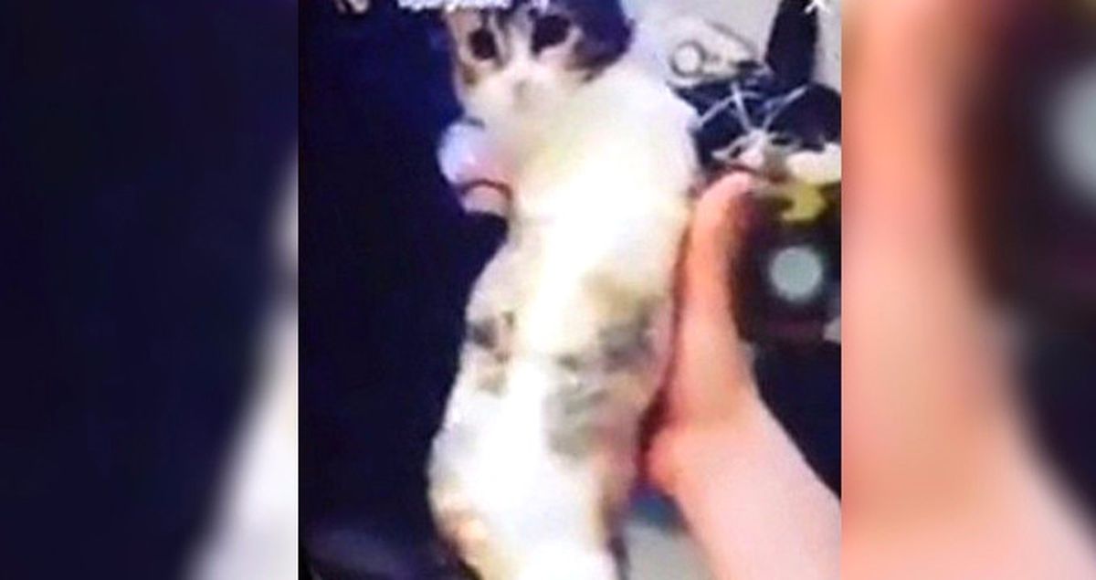Kediyi Bantlayıp Sosyal Medyada Videosunu Paylaşan Cani, Gözaltına Alındı!