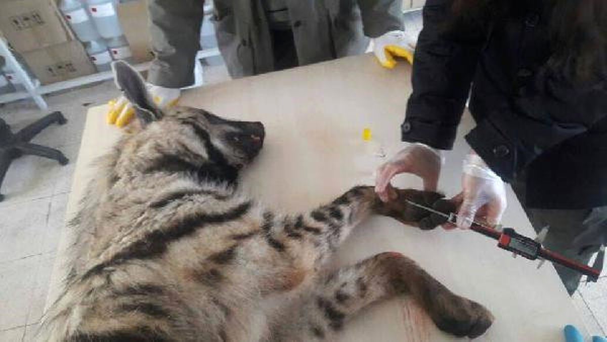 Sivas'ta Tren Çarpan Çizgili Sırtlan Öldü