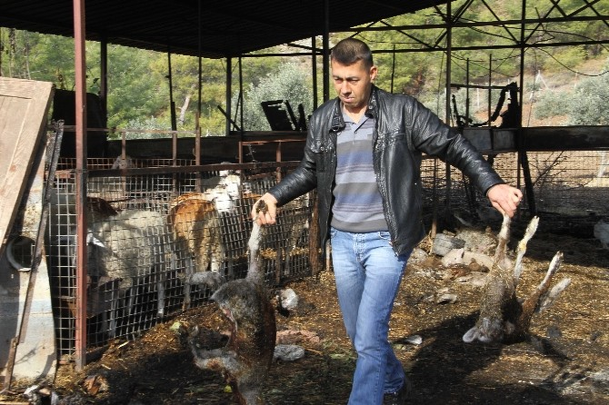 Ahırda Çıkan Yangında 20 Küçükbaş Hayvan Telef Oldu