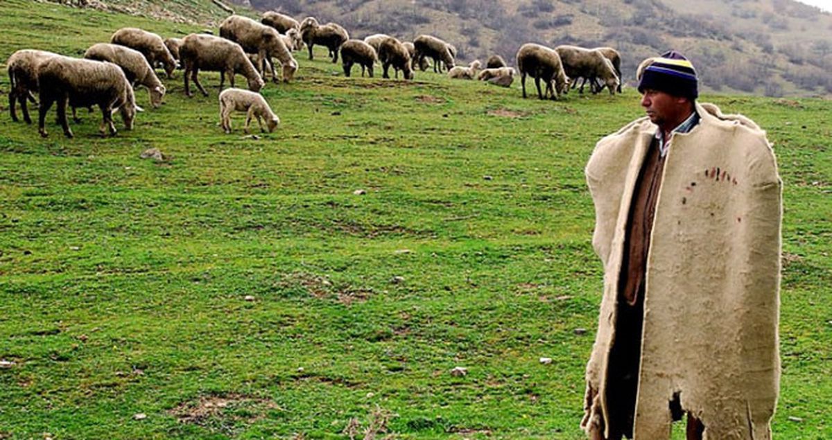 Çorum Valisi: Çoban İthal Edeceğiz