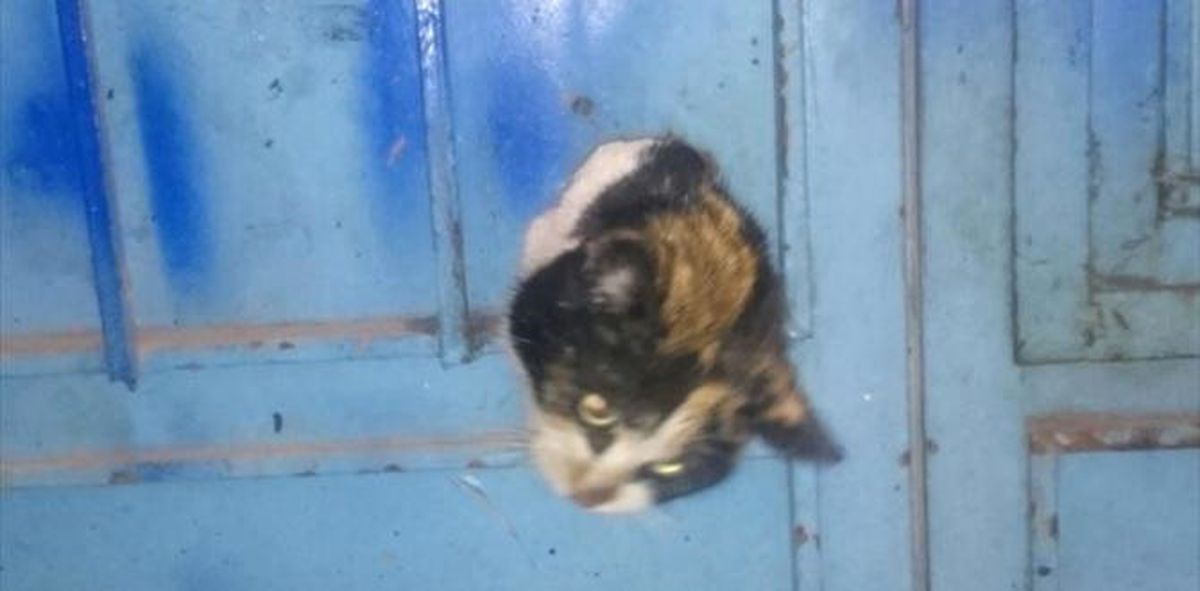 Kapıya Sıkışan Kedi Yavrusu Kurtarıldı