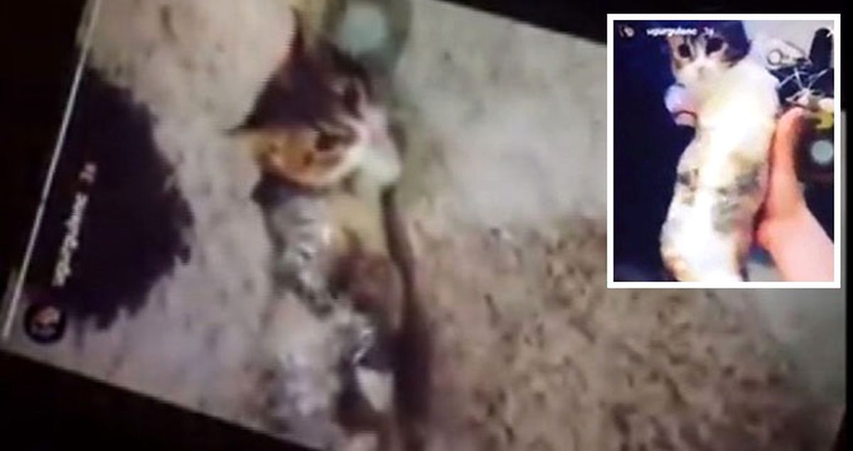 Kediye Bantla İşkence Yapan Gençler Özür Diledi