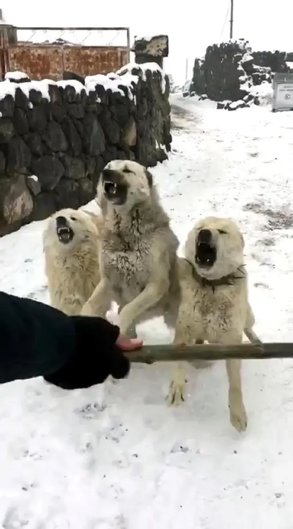 Sayaç Okumaya Giden Görevliye Köpek Saldırısı Haberler