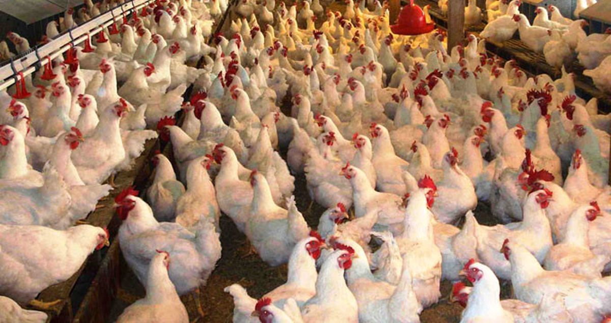 Araştırmalar Yapıldı, Tavukların Zekası Şaşırttı