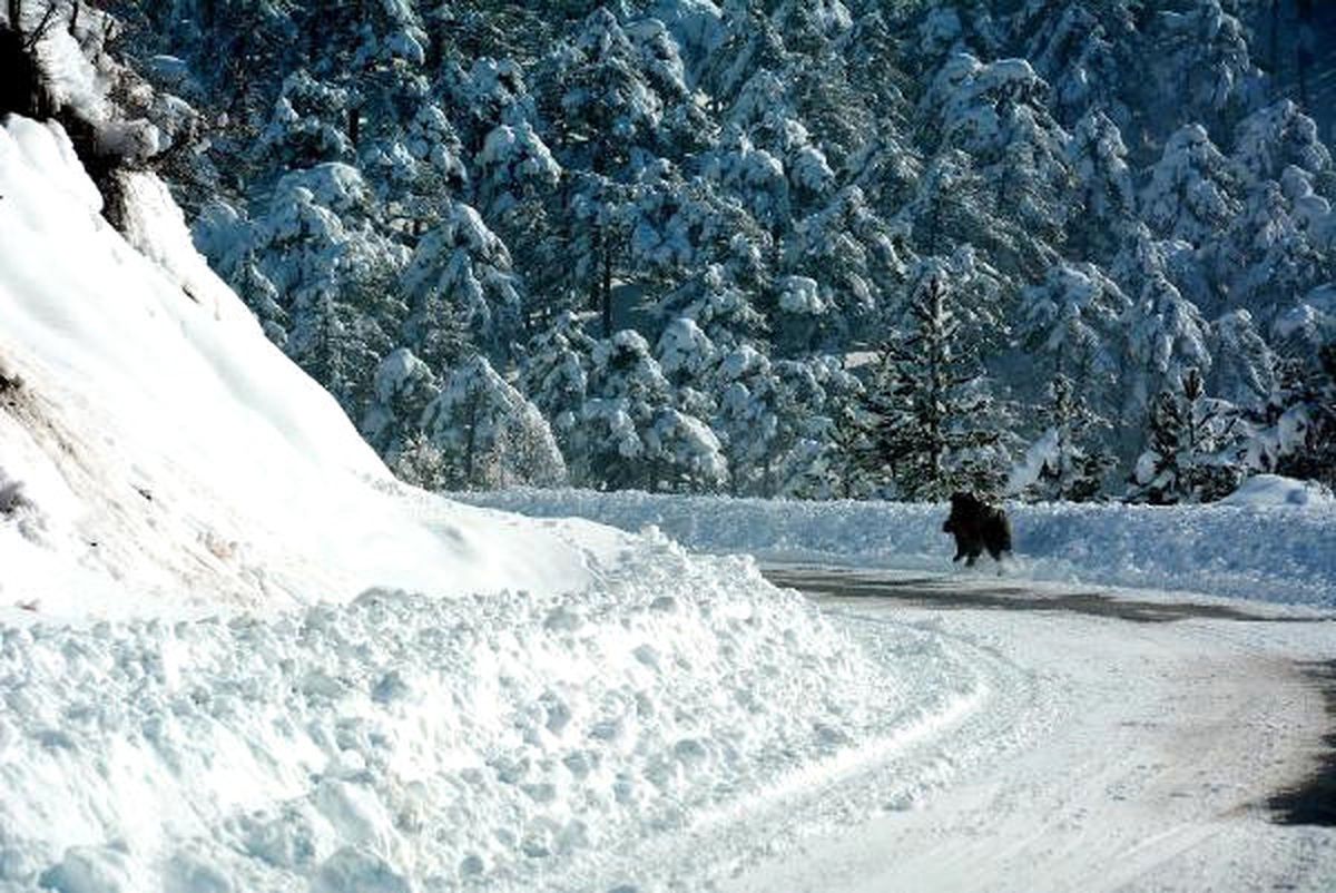 Aç Kalan Domuzlar Trafikte Tehlike Saçıyor