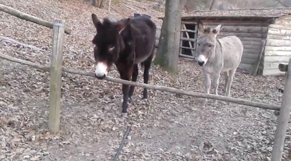 ''Akıllı Eşek Oreste'' Sosyal Medyayı Salladı