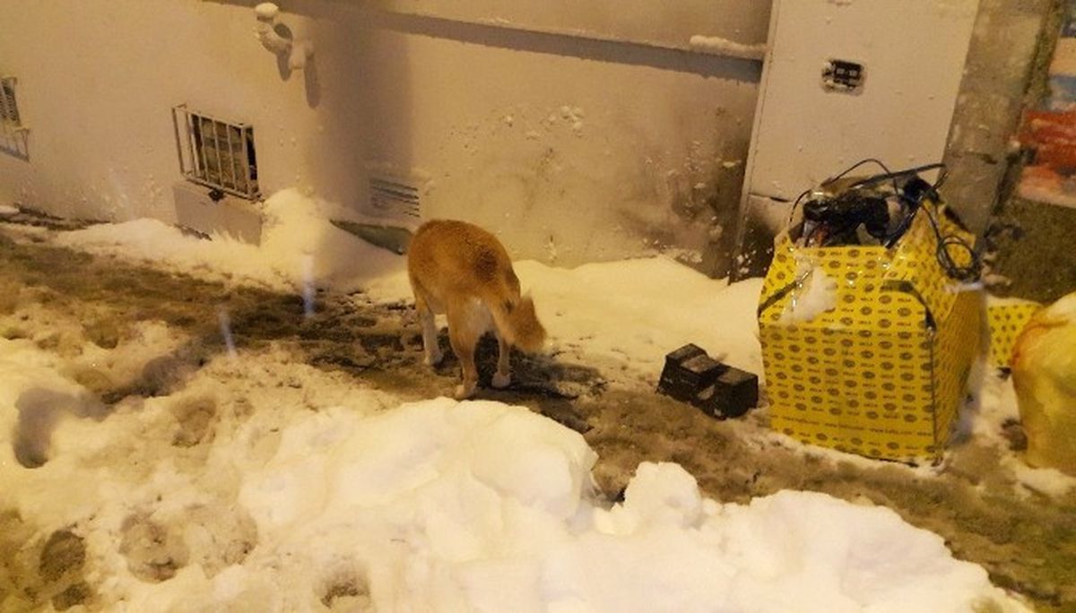 İstanbul'da Köpekler Kar Altında Yemek Aradı