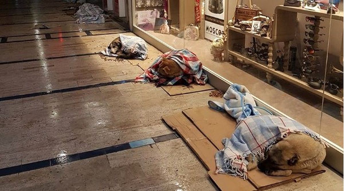 Sokak Hayvanlarını Üşümesin Diye Battaniyelere Sardılar