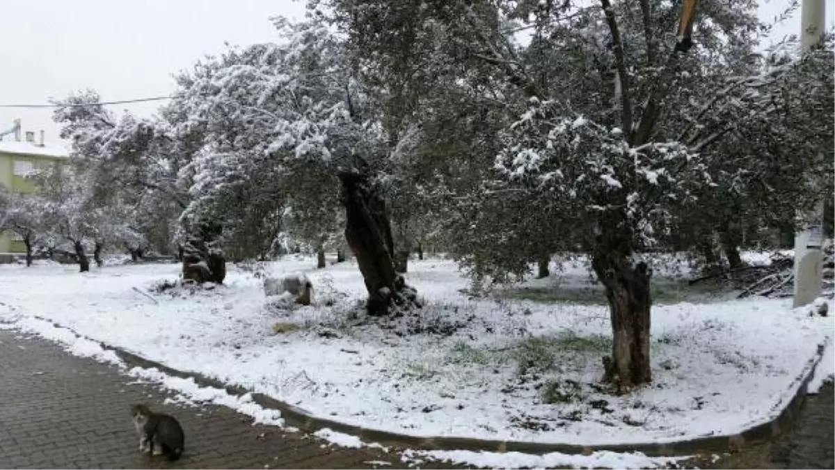 Edremit'te Kar Yağışı Zeytin Ağacına Yaradı