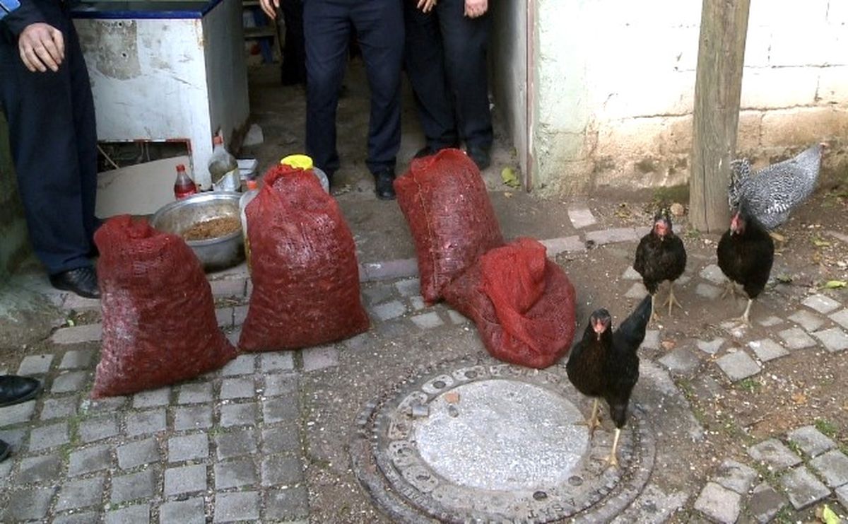 Antalya' da Midye Çuvalları Kümesten Çıktı