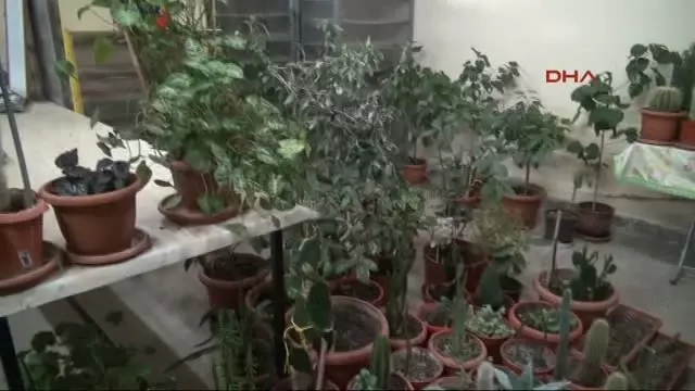 Öğretim Üyesinin 'Kaktüs' Merakı