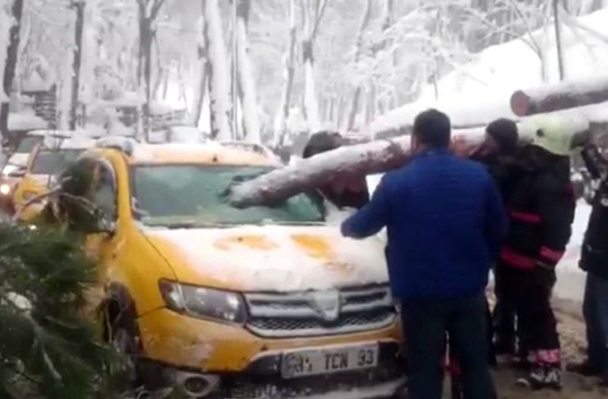 Beykoz'da Çam Ağacı Taksiye Girdi