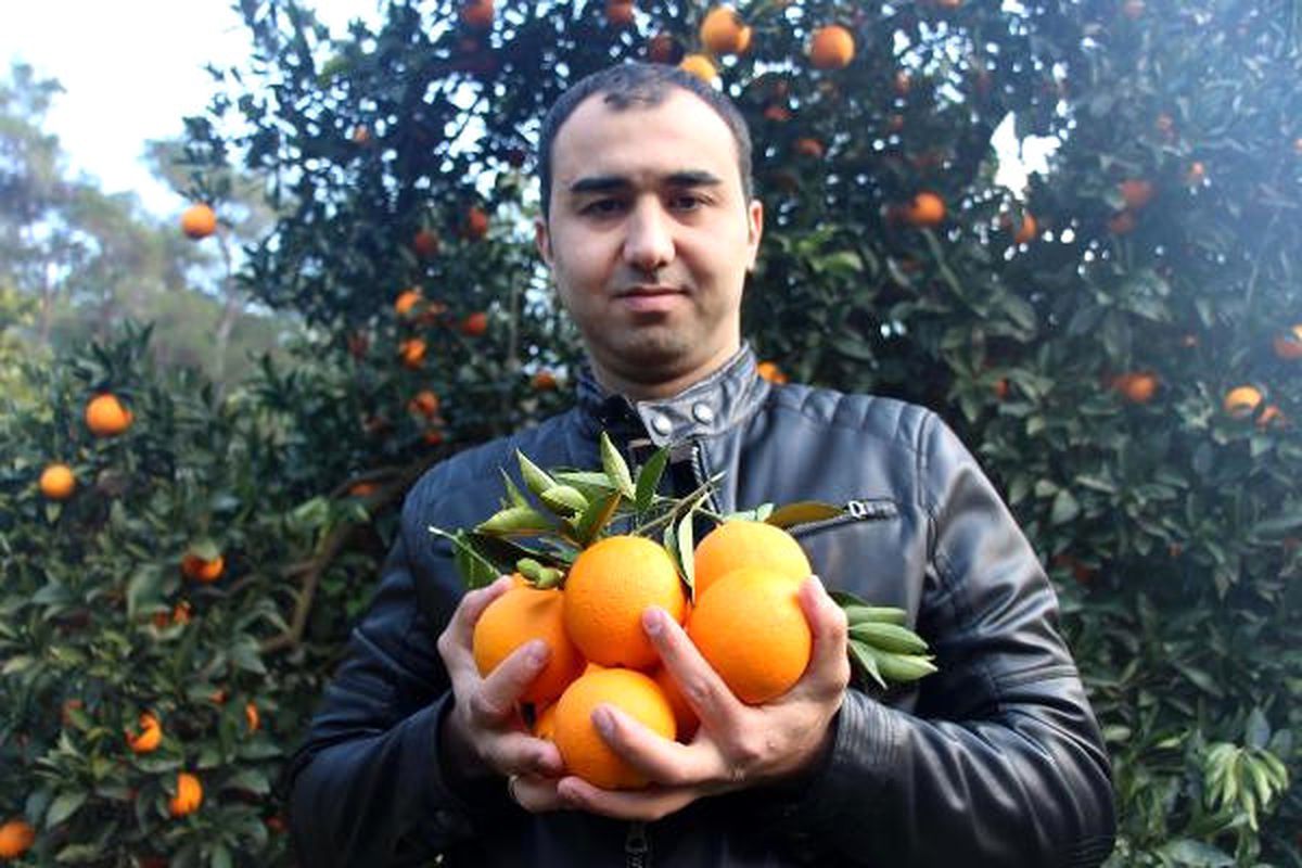 Portakalı 50 Kuruşa Satamayınca Bedava Veriyor
