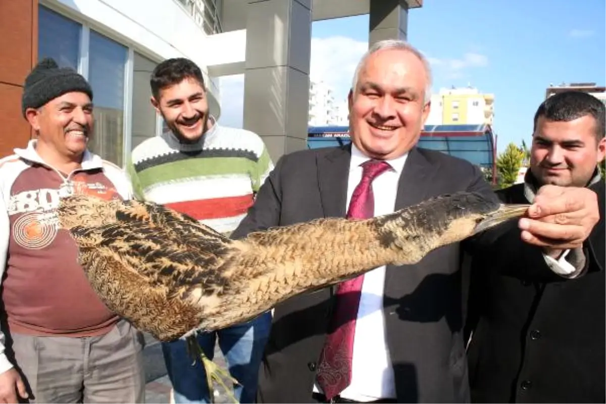 Nesli Tükenmekte Olan Balaban Kuşu, Açlıktan Bitkin Halde Bulundu